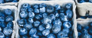 boxes of farm fresh blueberries